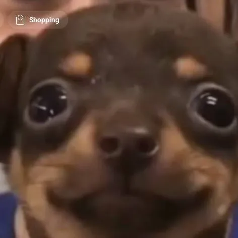 chat with ai character: my dead dog