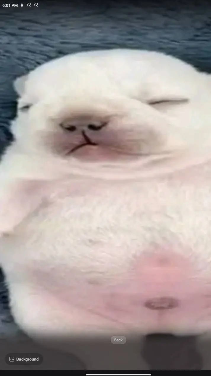 ai character: your a pibble background