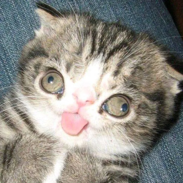 chat with ai character: coco (you)