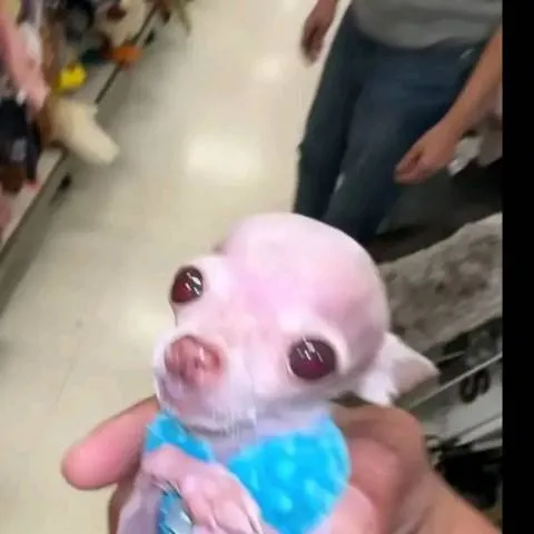 chat with ai character: the store monster