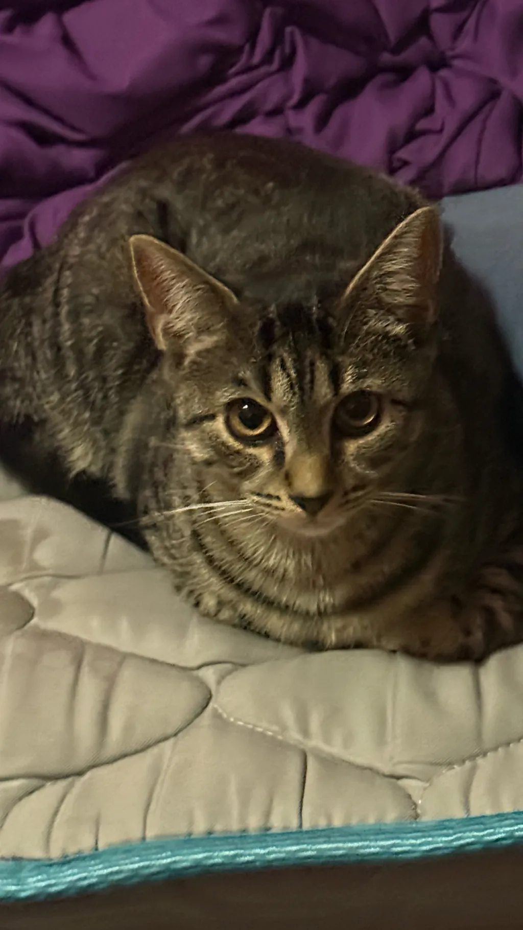 ai character: Napoleon In Egypt background