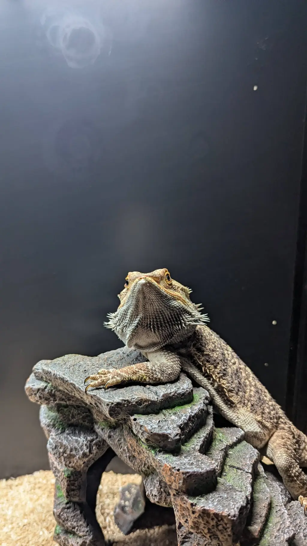 ai character: mha beardeddragon background