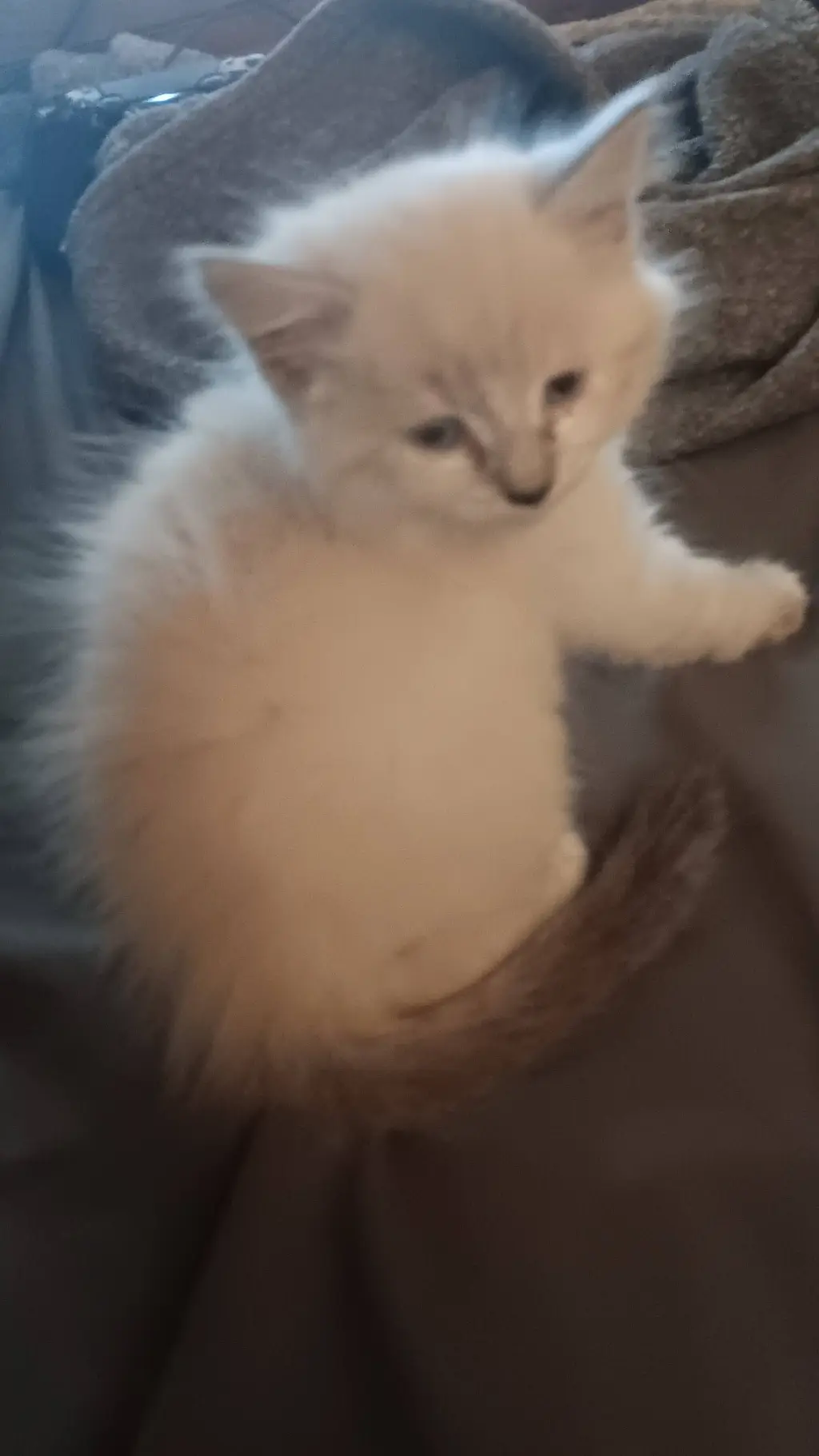 ai character: a kitten background