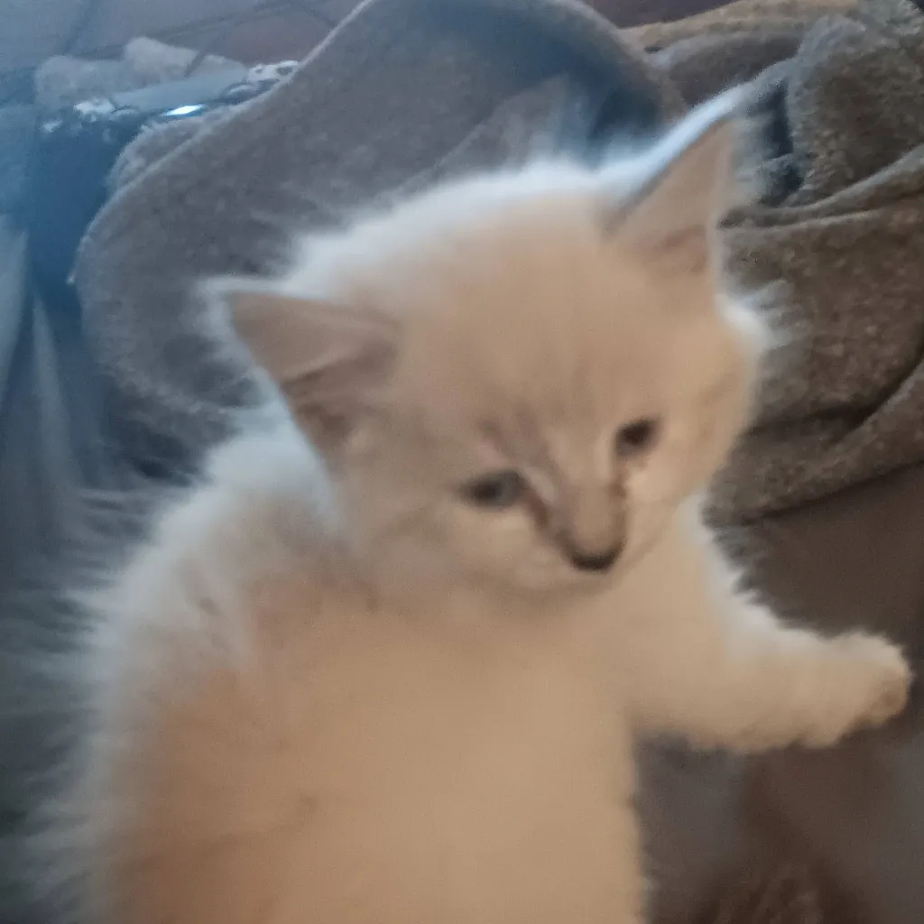 chat with ai character: a kitten