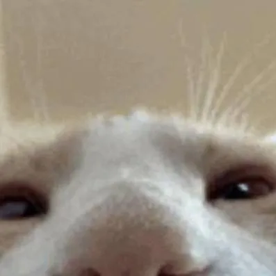 chat with ai character: Meow Meow