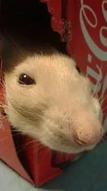 ai character: rat background