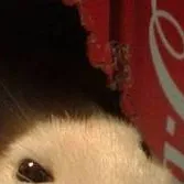 chat with ai character: rat