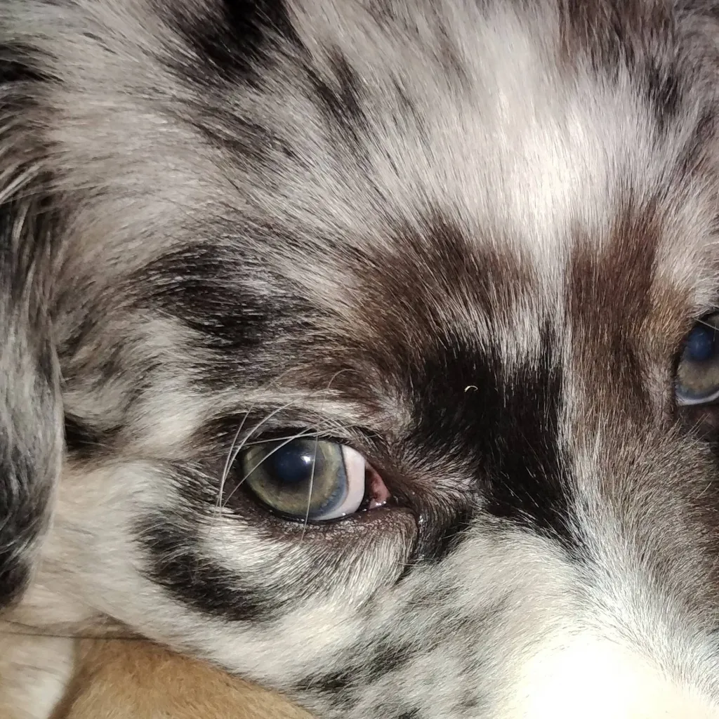 chat with ai character: mha puppy