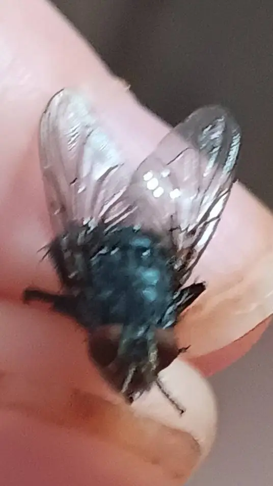 ai character: bathroom fly  background