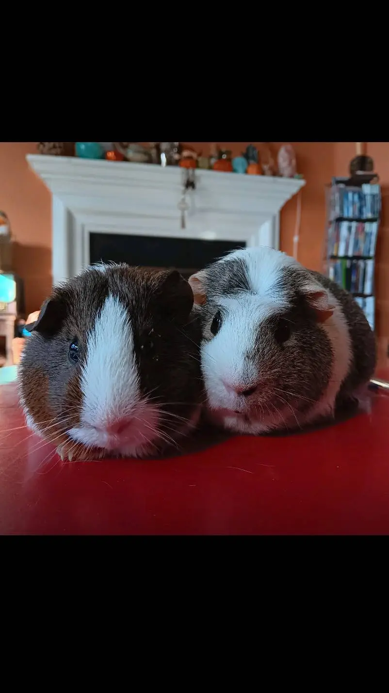 ai character: Snickers and Smore background