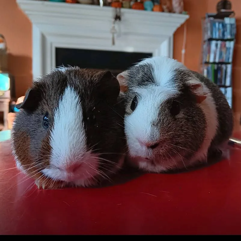 chat with ai character: Snickers and Smore