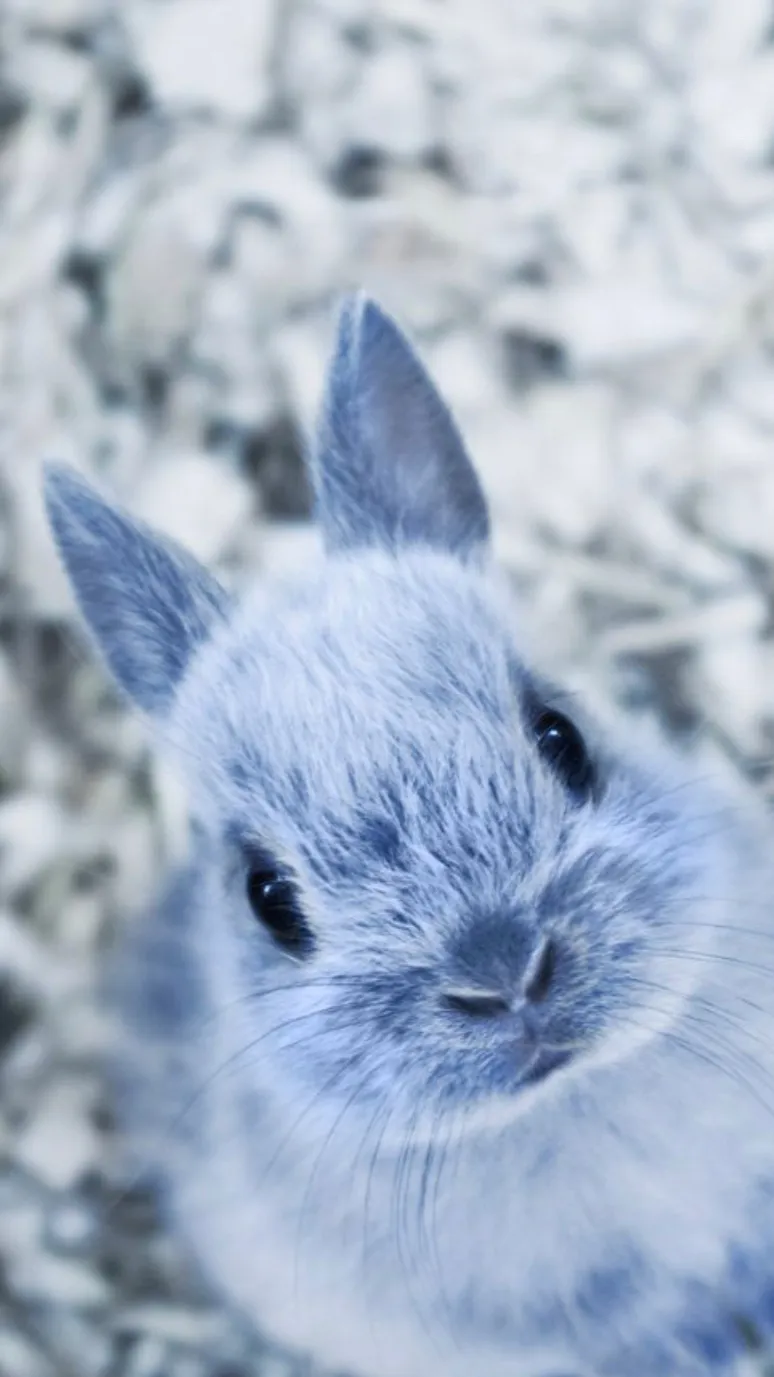 ai character: Baby blue bunny￼ background