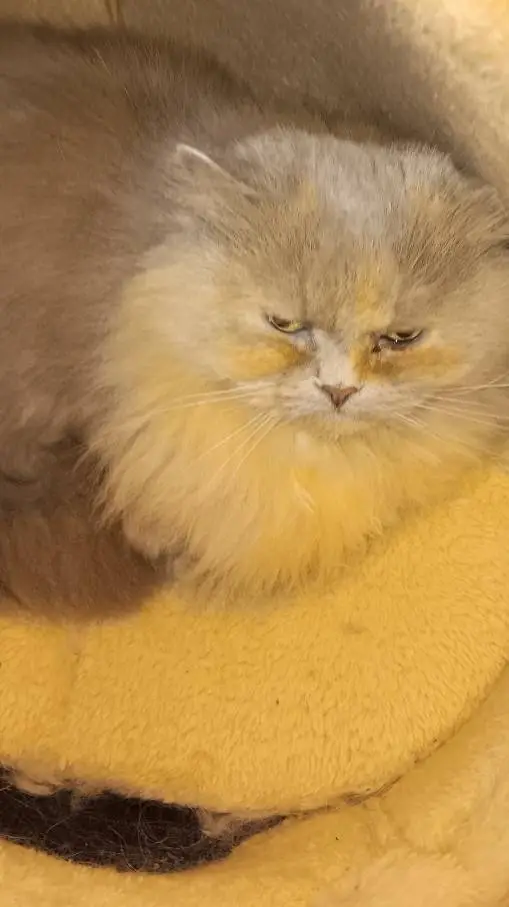 ai character: mee mee background