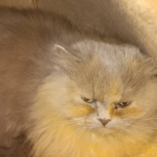 chat with ai character: mee mee