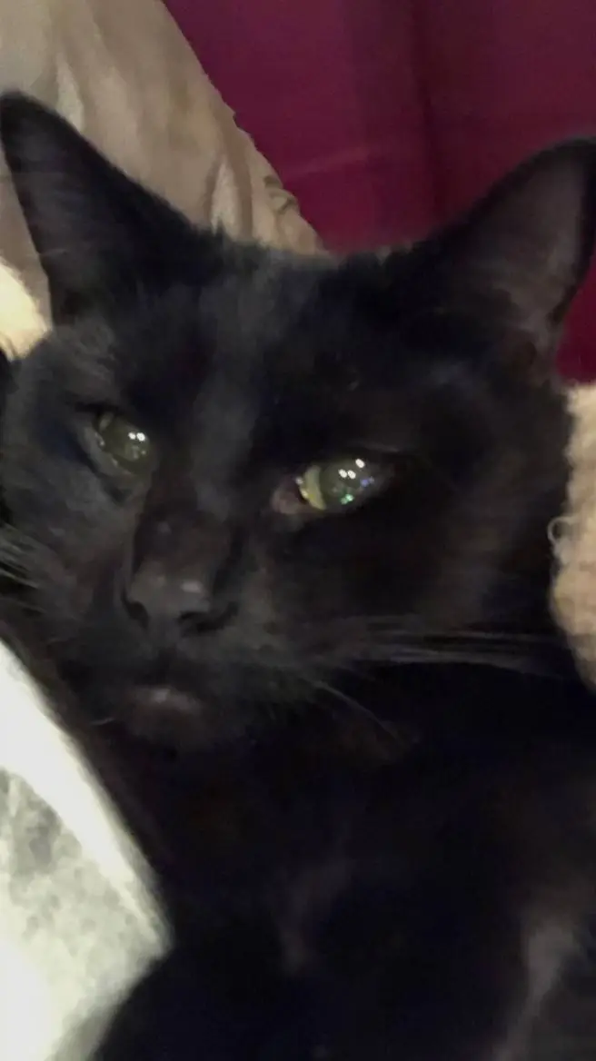 ai character: 1,000 SUB!! 💚💚💚 background