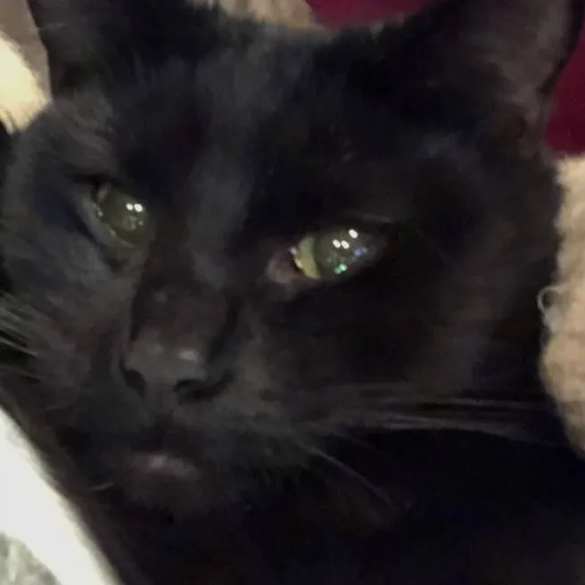 chat with ai character: 1,000 SUB!! 💚💚💚