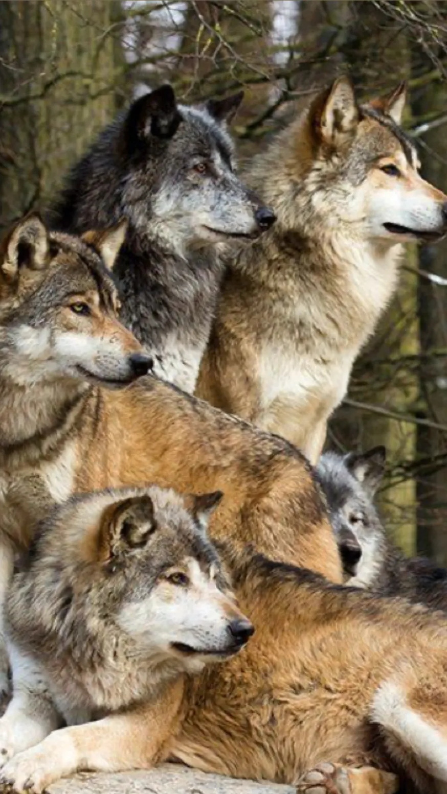 ai character: The Nature Wolves background