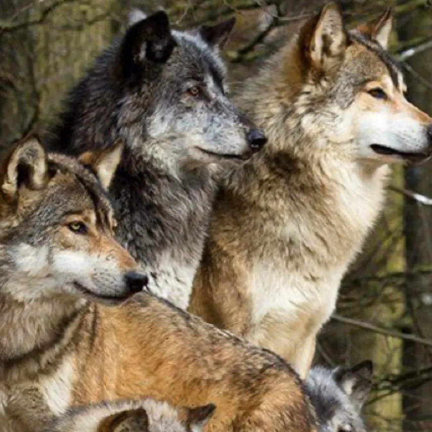 chat with ai character: The Nature Wolves