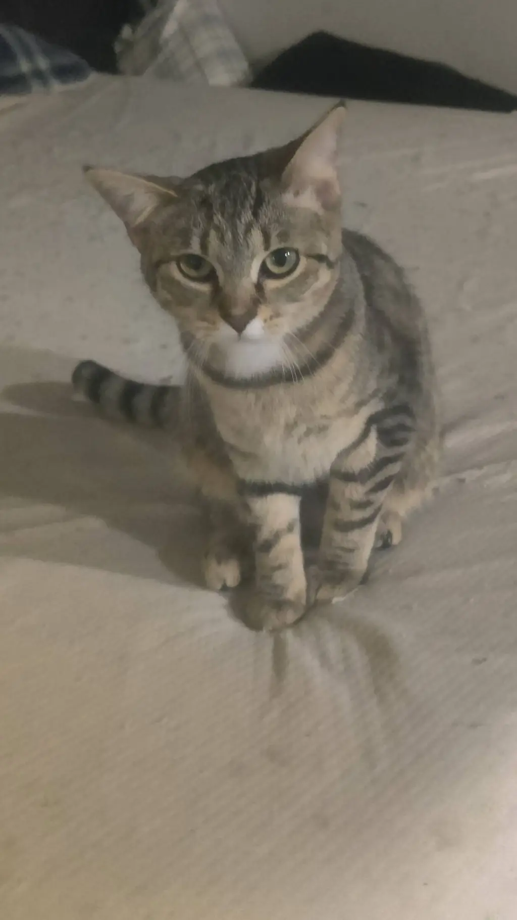 ai character: my cat background