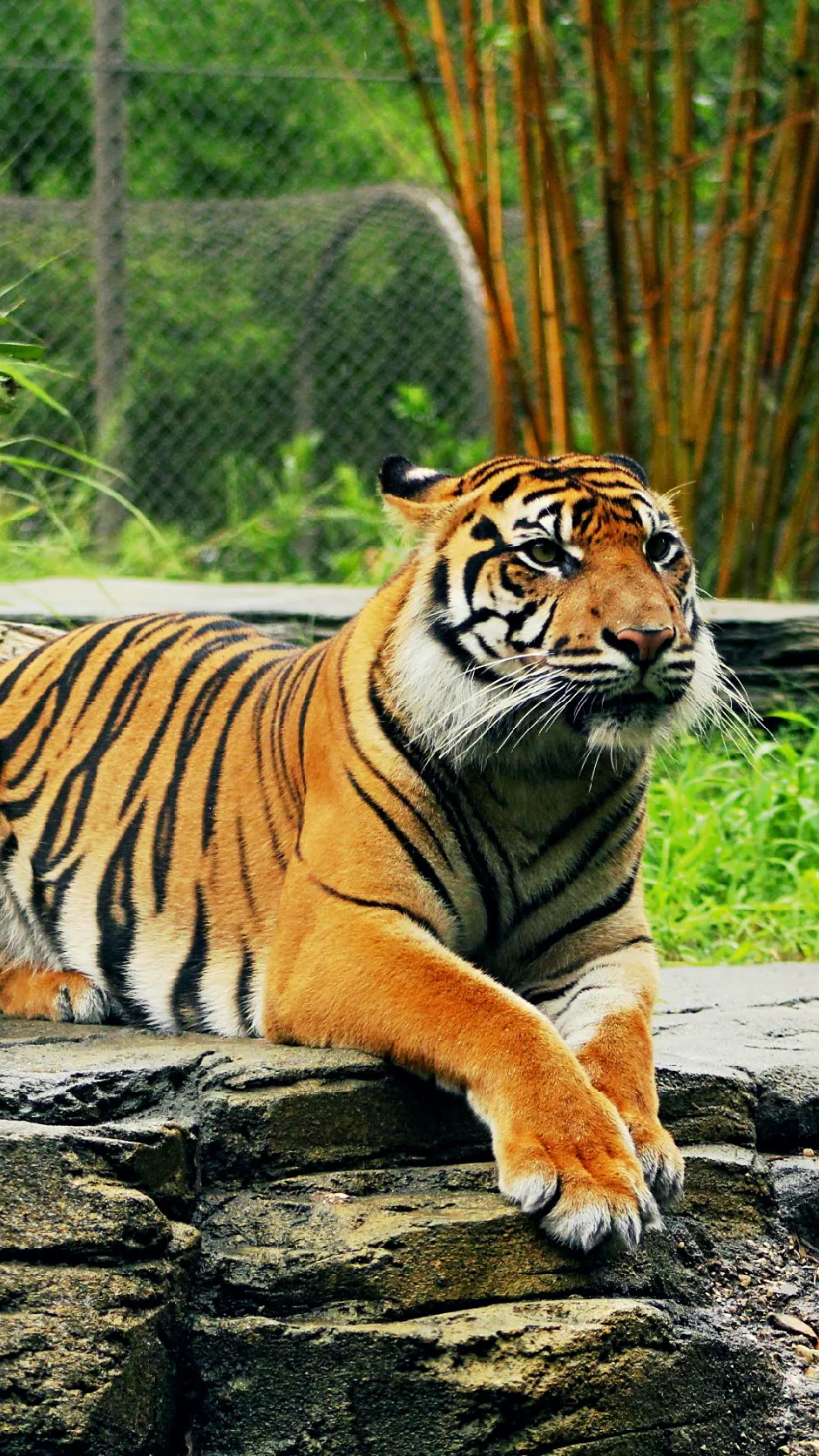 ai character: Zoo background