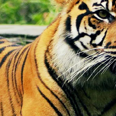 chat with ai character: Zoo