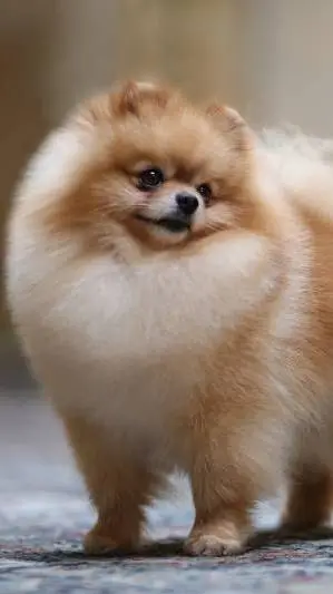 ai character: Pomeranian dog background