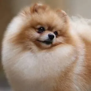 chat with ai character: Pomeranian dog