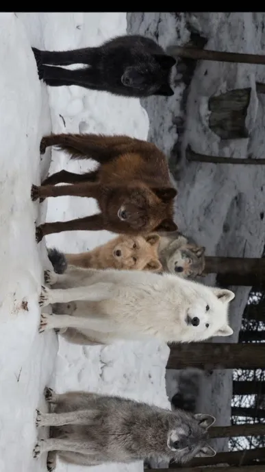 ai character: Wolves background