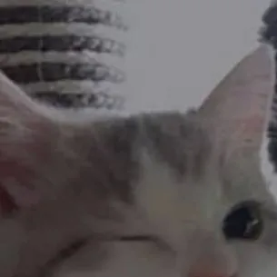 chat with ai character: kamaboko squad!