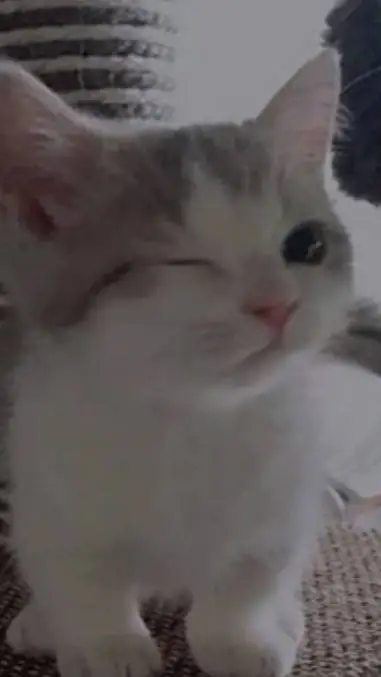 ai character: kamaboko squad! background