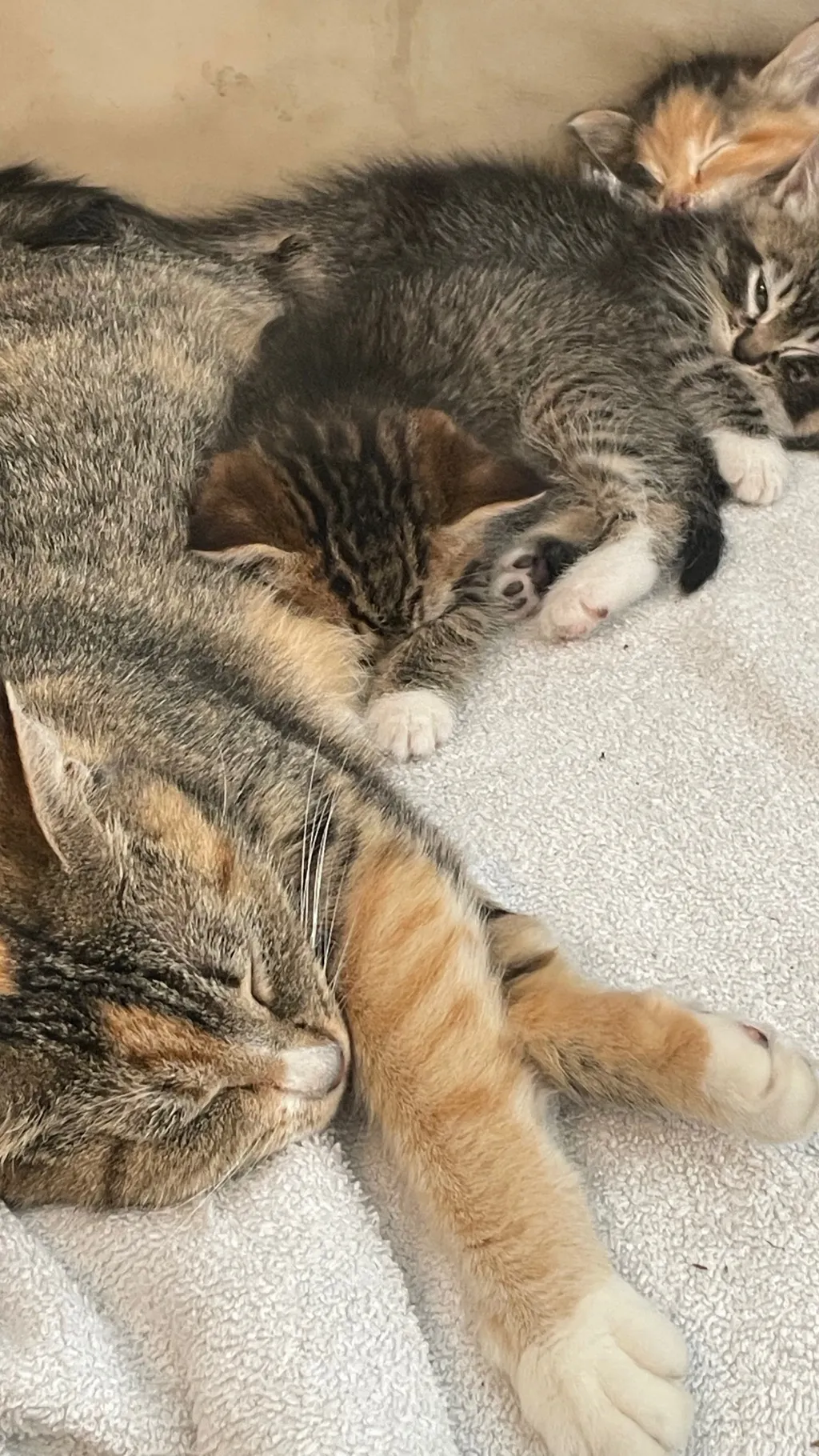 ai character: cats ￼ background