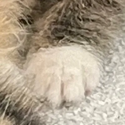 chat with ai character: cats ￼