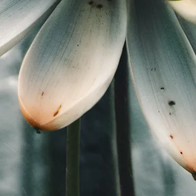 chat with ai character: Squid games