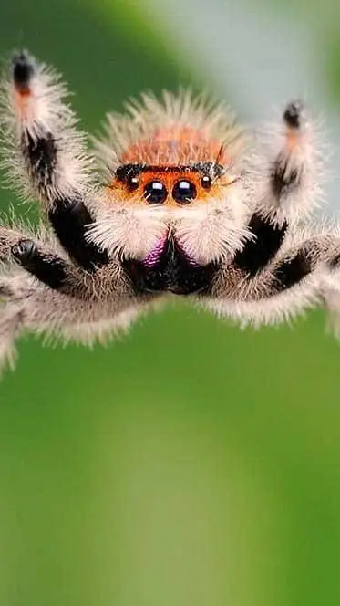 ai character: jumping spider  background