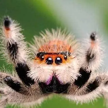 chat with ai character: jumping spider 