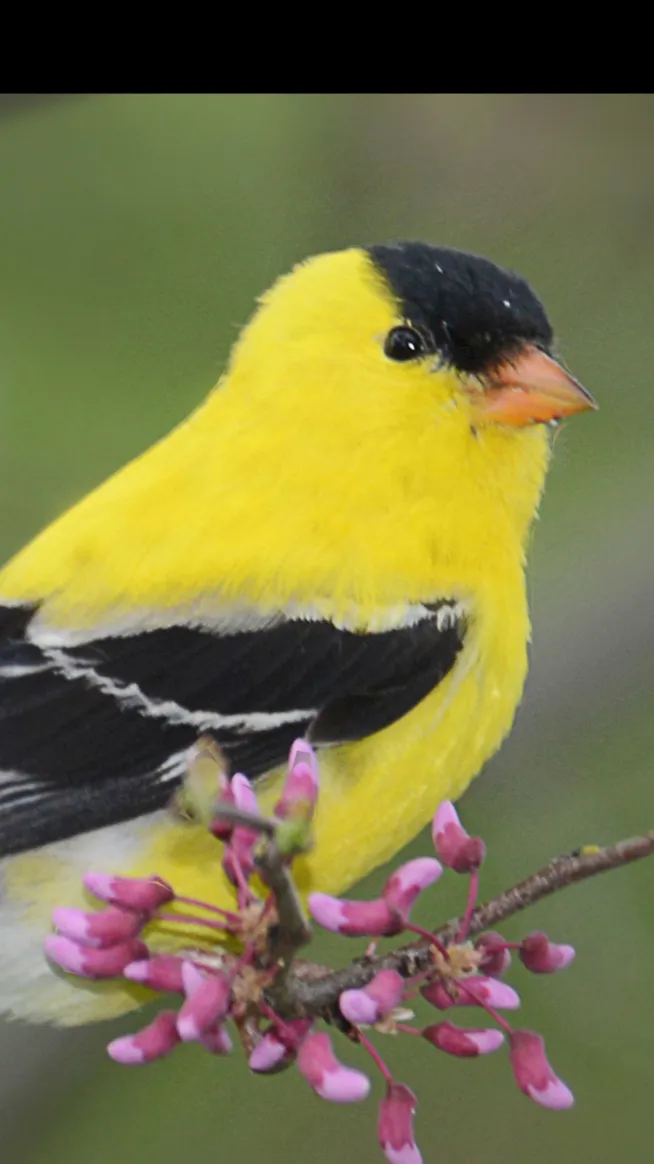 ai character: Mak background