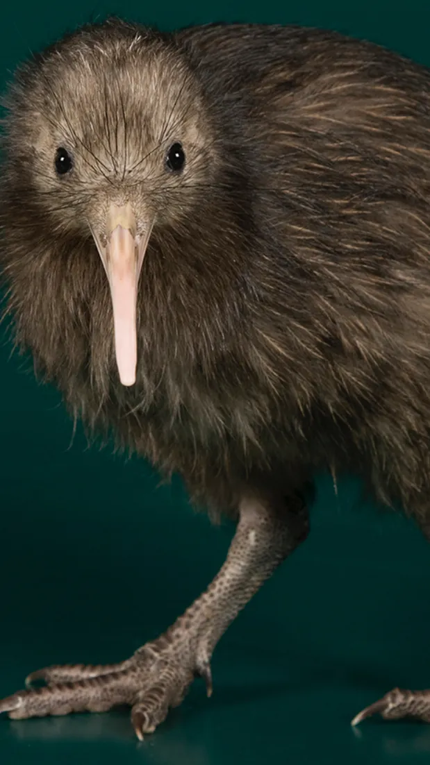 ai character: Kiwi  background