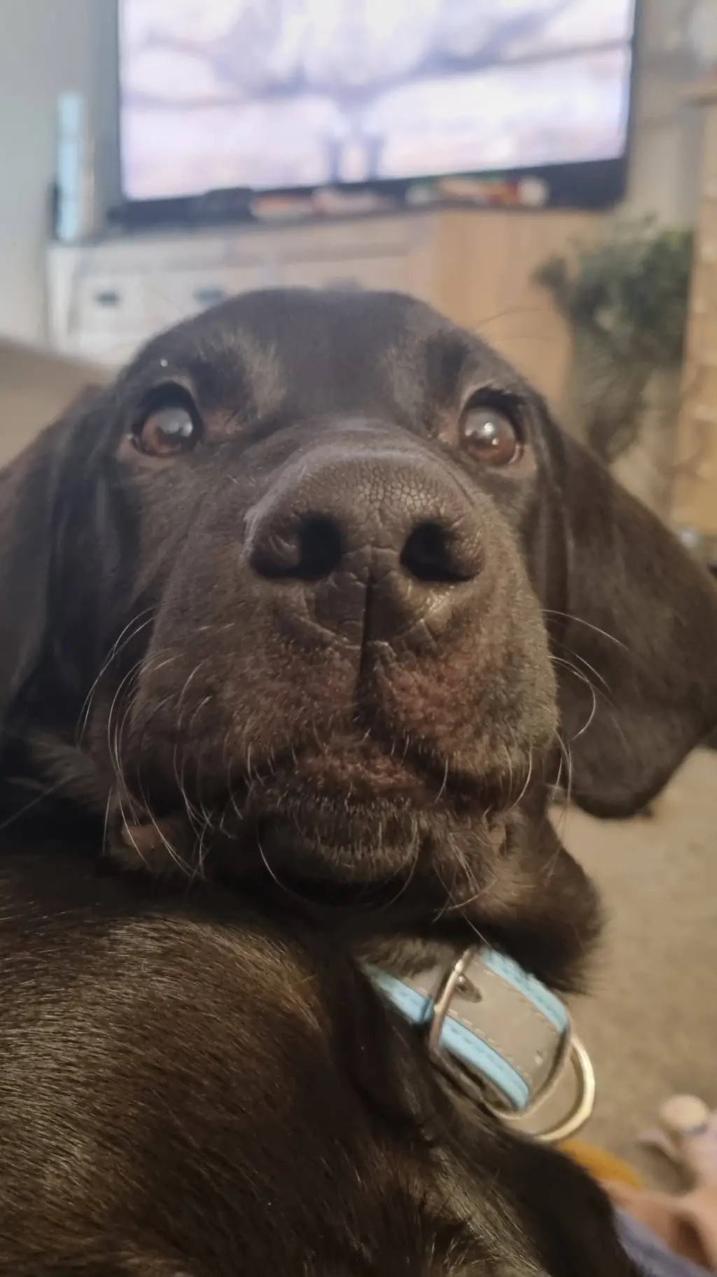 ai character: Saneobagiyuu background