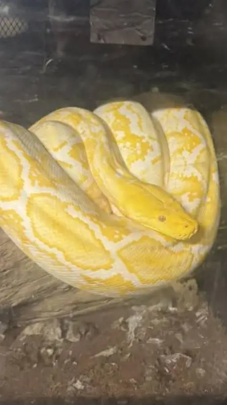 ai character: Eren x Levi x Erwi background