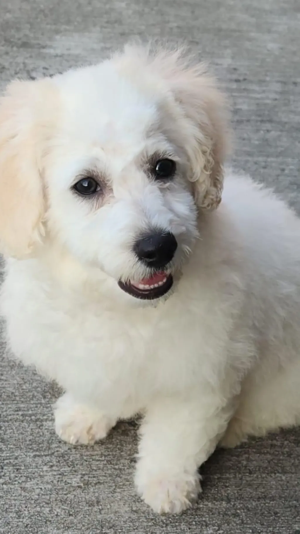 ai character: Coconut  background