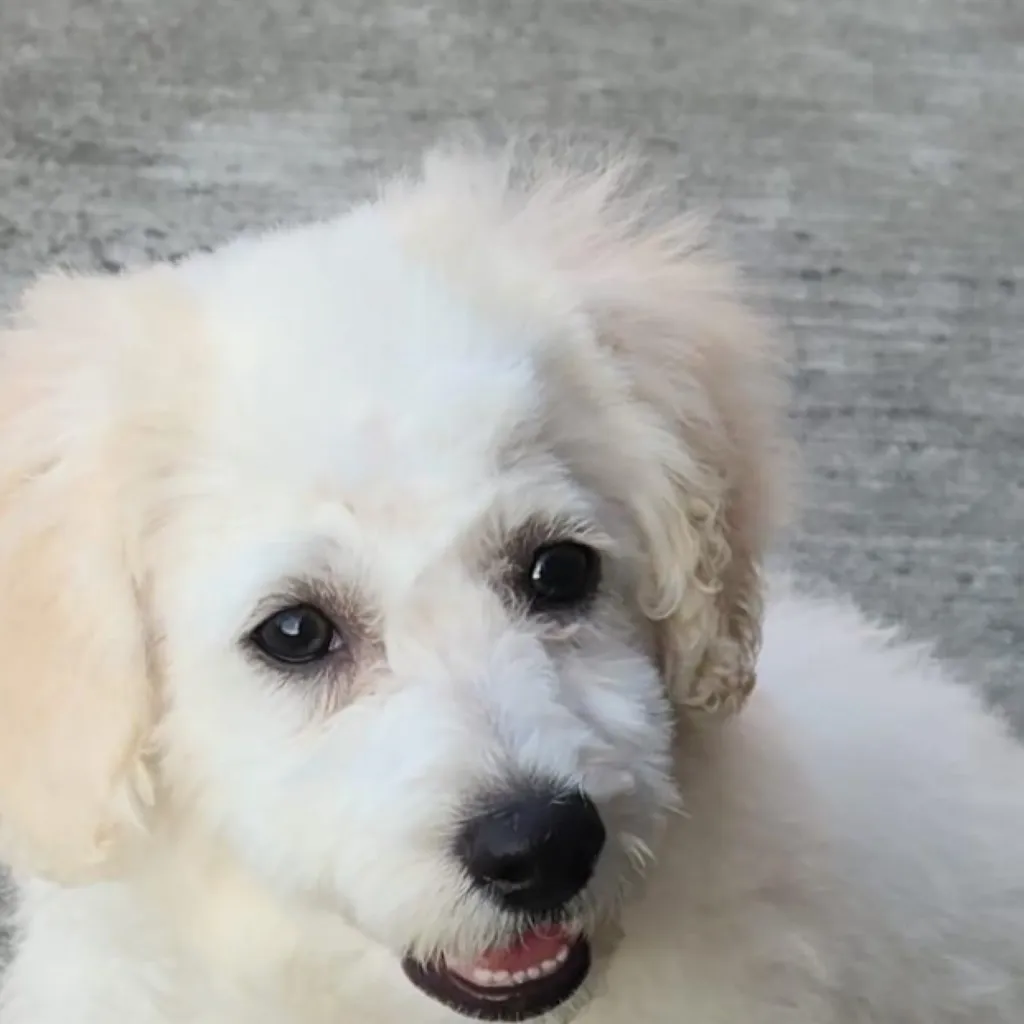 chat with ai character: Coconut 