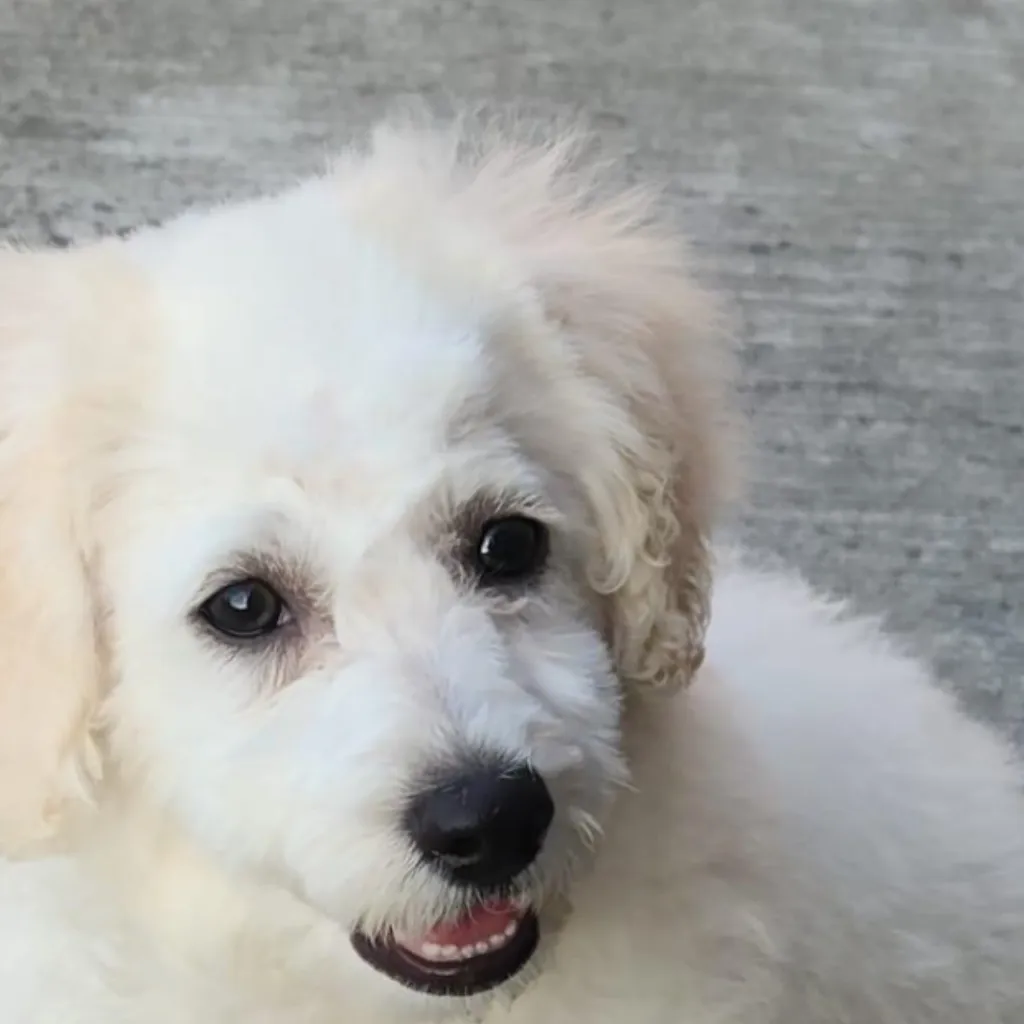 chat with ai character: Max