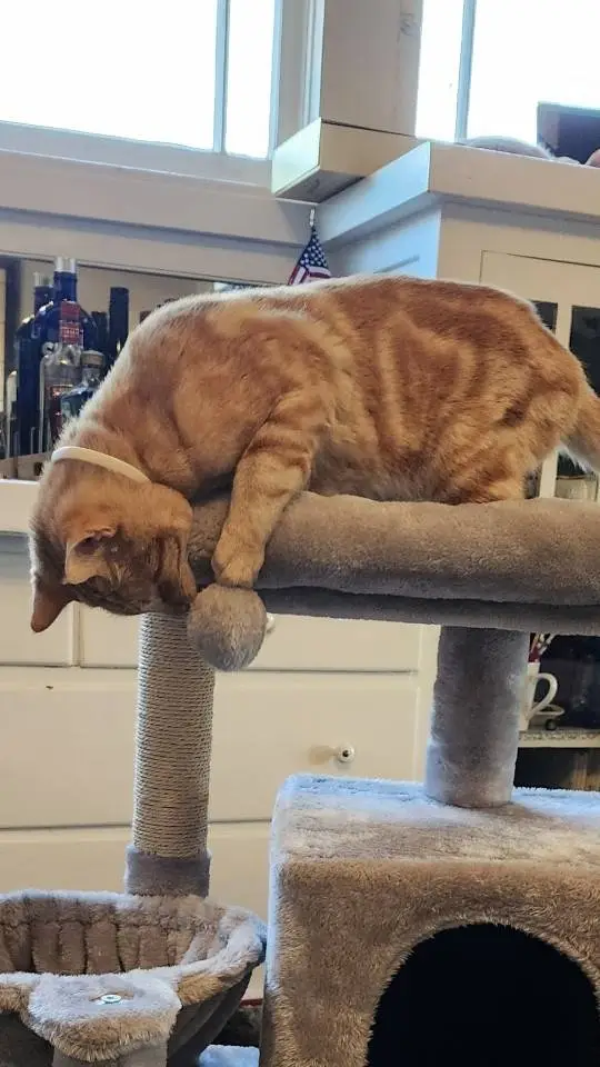 ai character: Zeek background