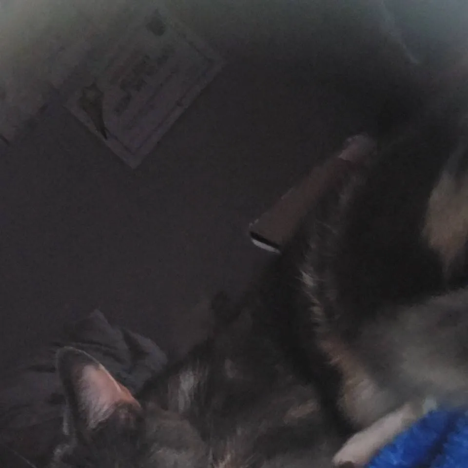 chat with ai character: i am quitting ♡