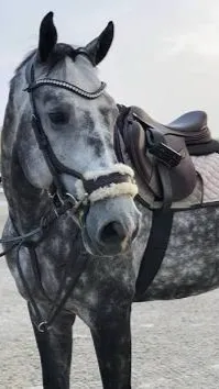 ai character: Gallant the Steed background