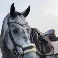 chat with ai character: Gallant the Steed