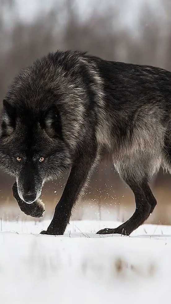 ai character: -Shadow wolf- background