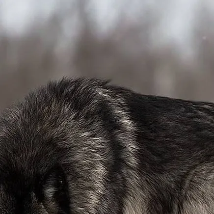chat with ai character: -Shadow wolf-