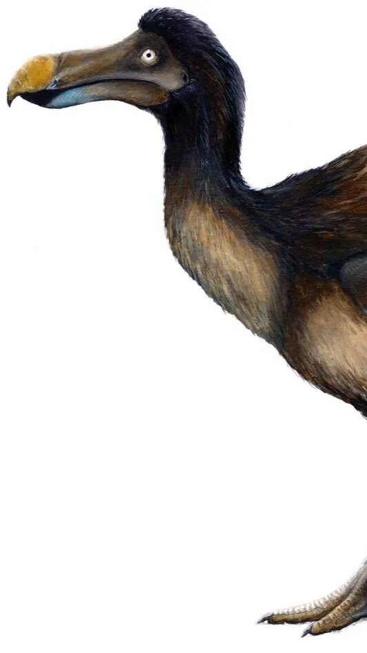 ai character: Dodo life background