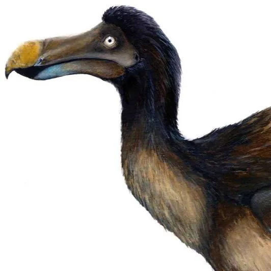chat with ai character: Dodo life